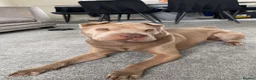 Shar Pei dogs for stud: LILAC SHARPEI FOR STUD  in Bishop Auckland - Advert 2