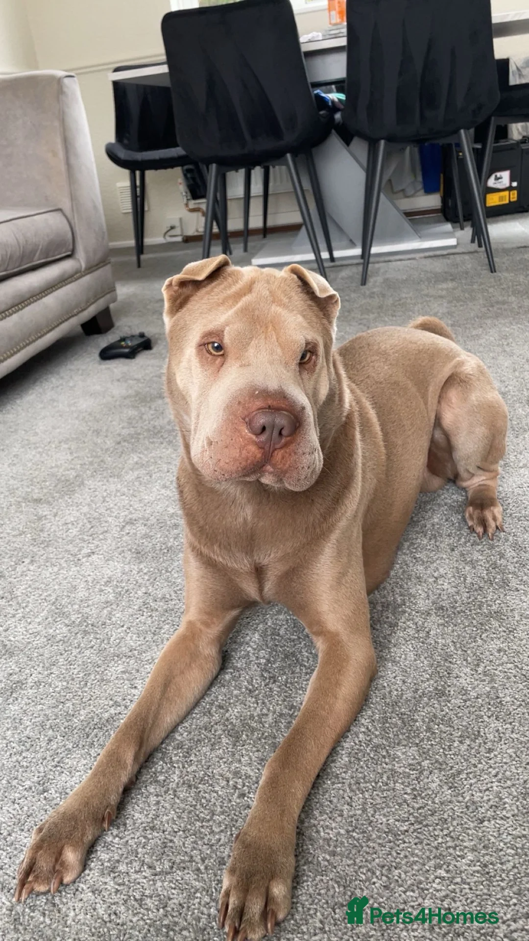 Shar Pei dogs for stud: LILAC SHARPEI FOR STUD  in Bishop Auckland - Advert 2