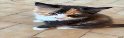 Mixed Breed cats for sale: These mixed breed kittens looking for loving homes in Bromley - Advert 3
