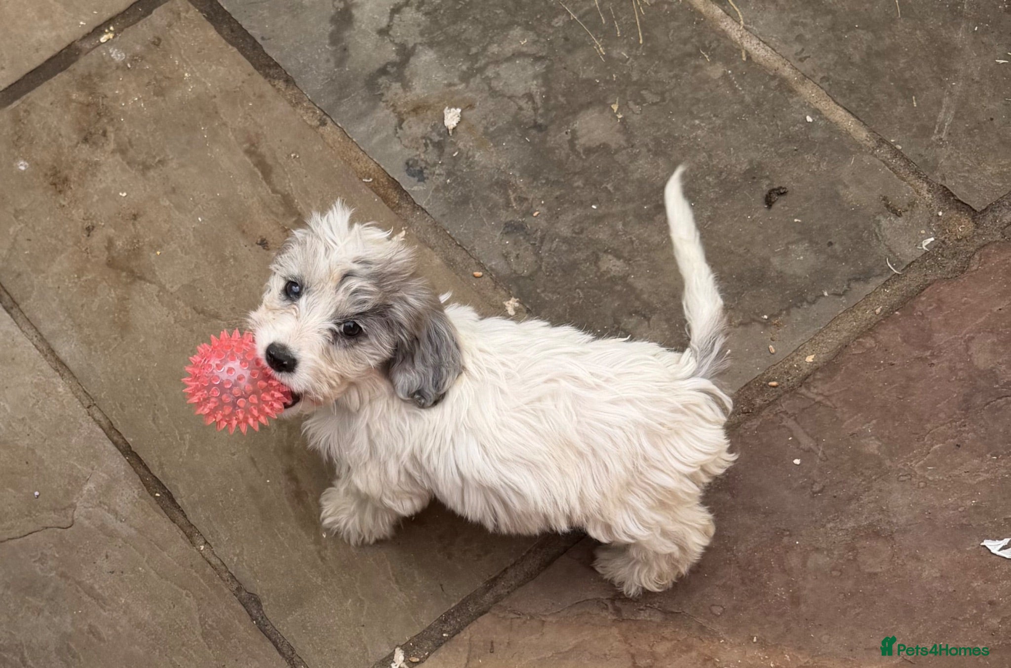 Cockapoo dogs ⭐️Ready to leave ⭐️! 10 beautiful cockapoos - Advert 5