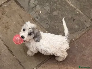 Cockapoo dogs ⭐️Ready to leave ⭐️! 10 beautiful cockapoos - Advert 5