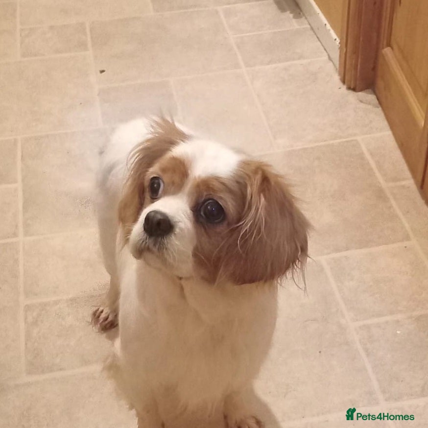 Cavalier King Charles Spaniel dogs Small size Cavalier king charles female  - Advert 13