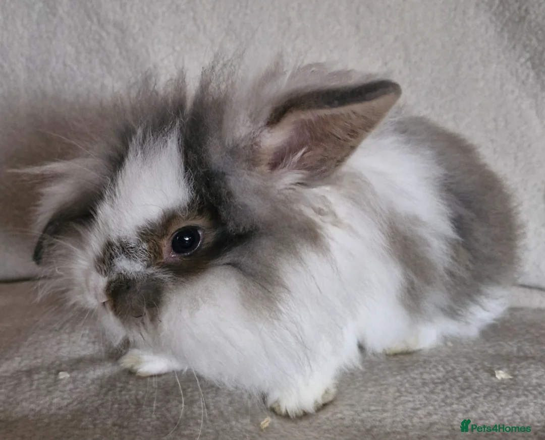 Mini Lion Lop rabbits for sale: 🩵Mini Lion Lop Boy🩵 - Advert 2