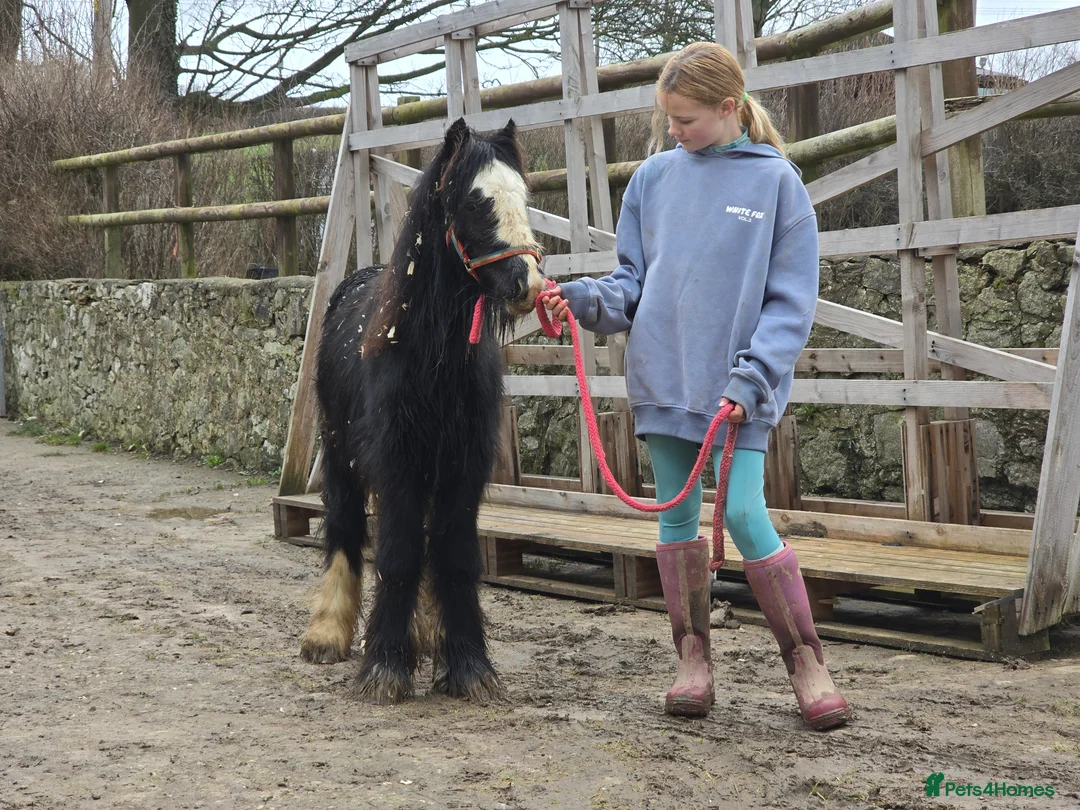 Irish Cob horses for sale: Beautiful 6mth Blagdon Filly - Advert 13