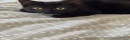 Mixed Breed cats for sale: Two black male kittens  - Advert 2