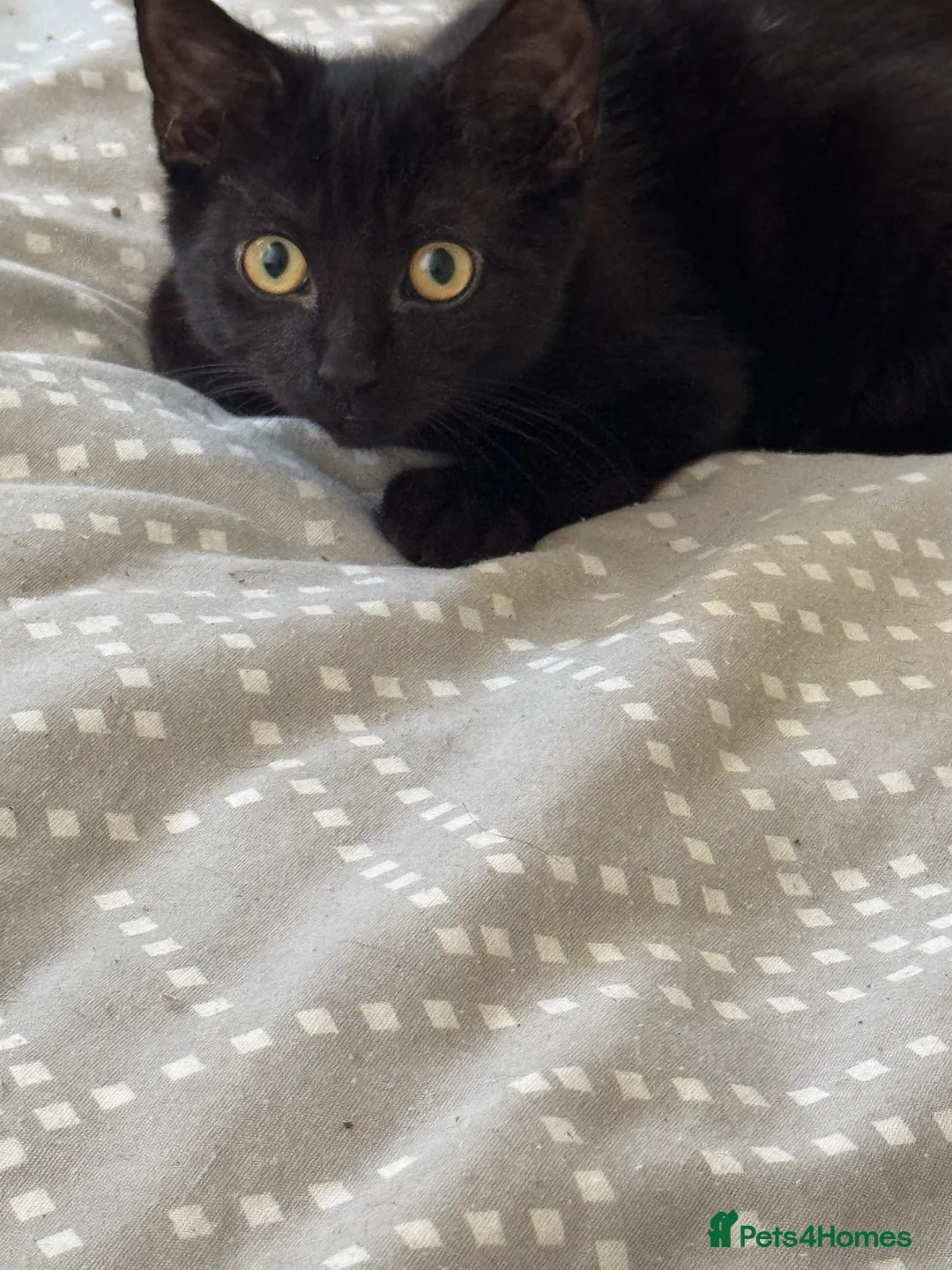 Mixed Breed cats for sale: Two black male kittens  - Advert 2