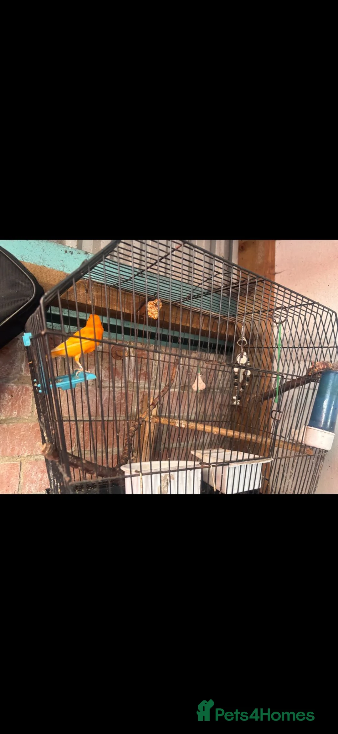 Mixed Breed birds for sale: Budgie and canary in Blyth - Advert 4