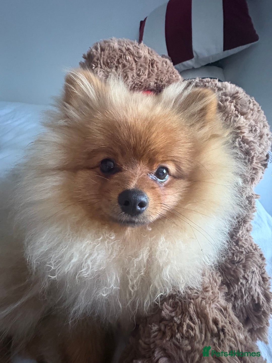 Pomeranian dogs for sale: 6 month old pomeranian  - Image 14