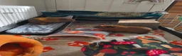 Guinea Pig rodents for sale: Pumpkin & spice  - Advert 2