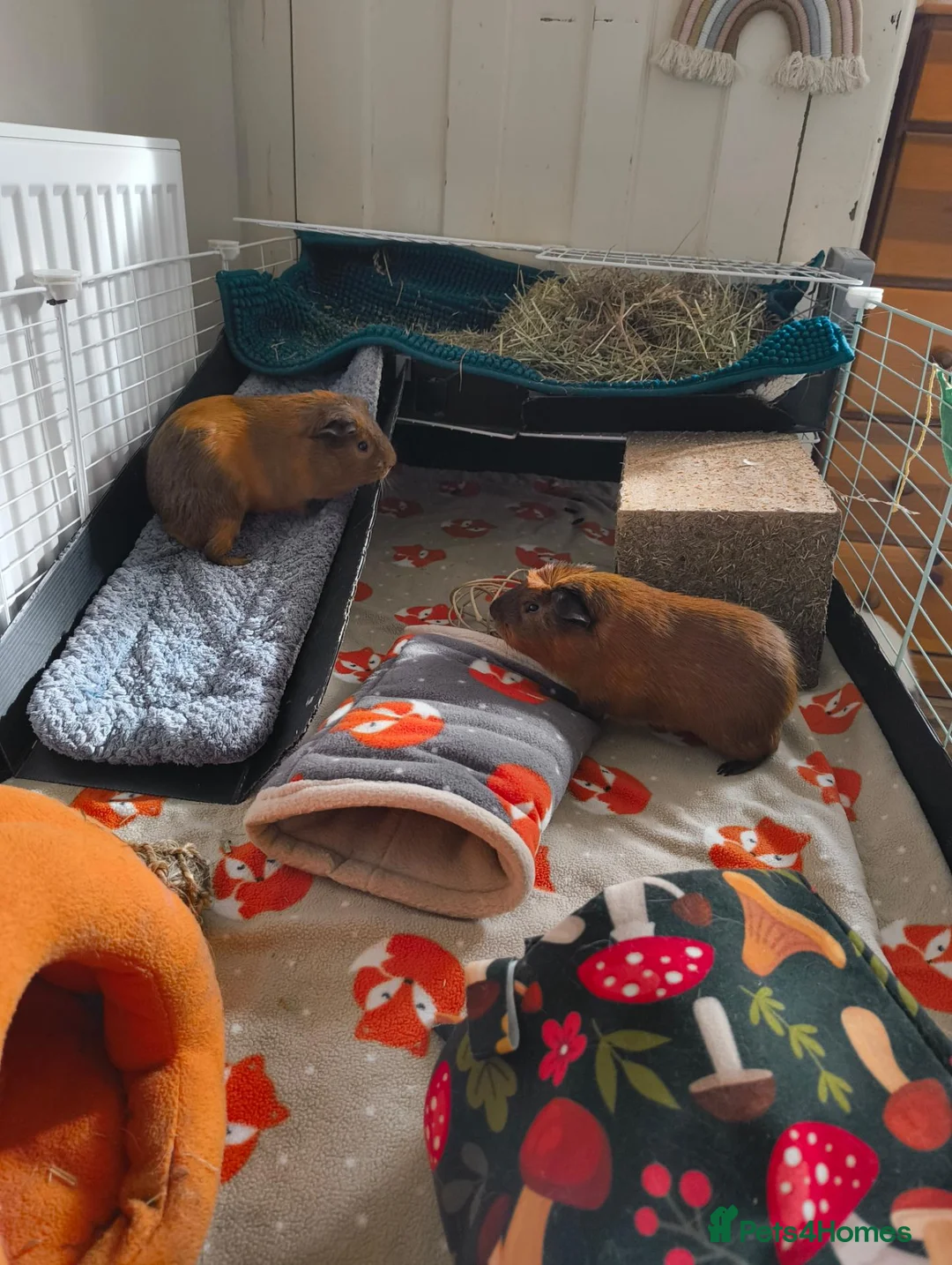 Guinea Pig rodents for sale: Pumpkin & spice  - Advert 2