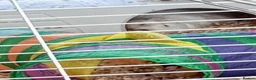 Guinea Pig rodents for sale: 2 male brothers ginnypigs  in Lancaster - Advert 3