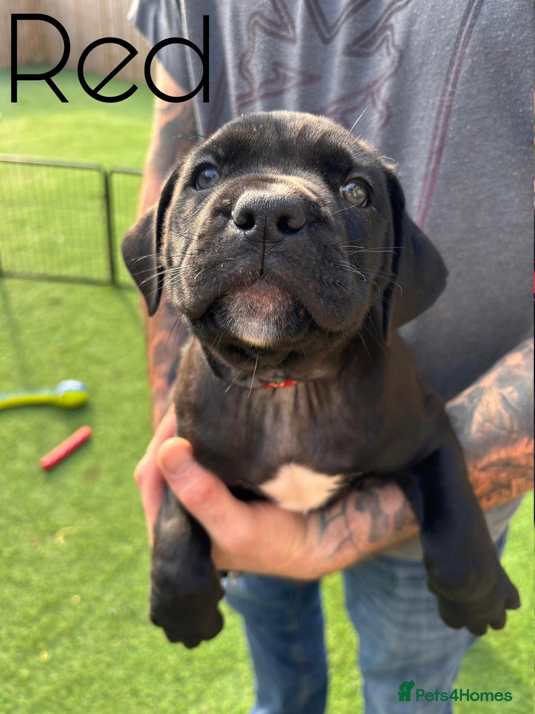 Cane Corso dogs for sale: Cane corso x pups - Image 6