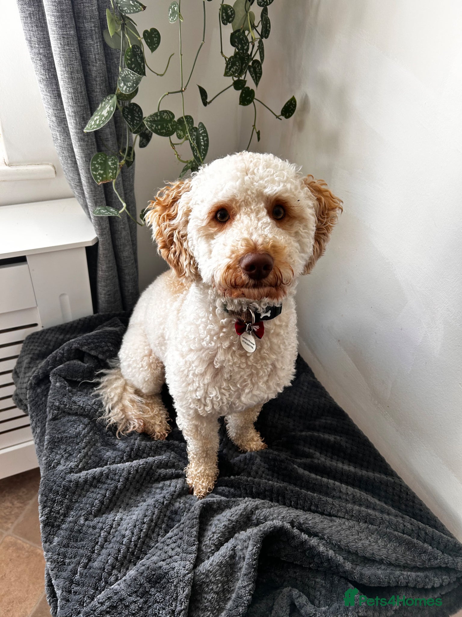 Cockapoo dogs 1 year old male cockapoo - Advert 3