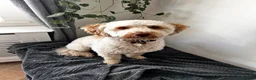 Cockapoo dogs for sale: 1 year old male cockapoo in Preston - Advert 1
