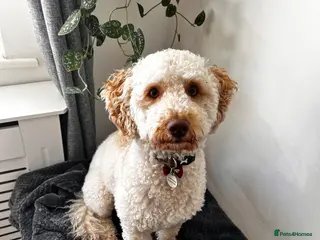 Cockapoo dogs 1 year old male cockapoo - Advert 1