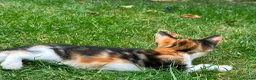 Mixed Breed cats for sale: Mixed breed kittens - Advert 15
