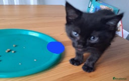 Mixed Breed cats for sale: Active kittens  - Image 5
