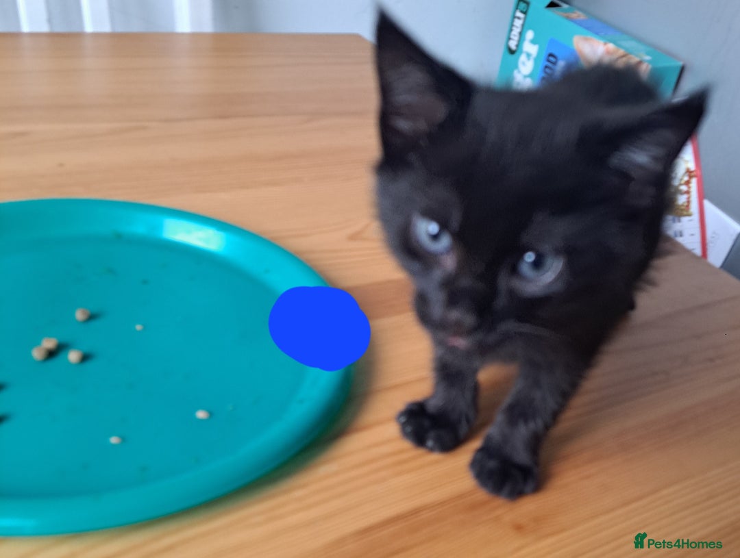 Mixed Breed cats for sale: Active kittens  - Image 5