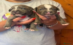 Staffordshire Bull Terrier dogs for sale: Adorable KC Reg/Health Tested SBT Puppies - Image 20