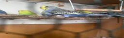 Budgerigars birds for sale: Lovely lutino pair in breeding condition and budgi - Advert 9