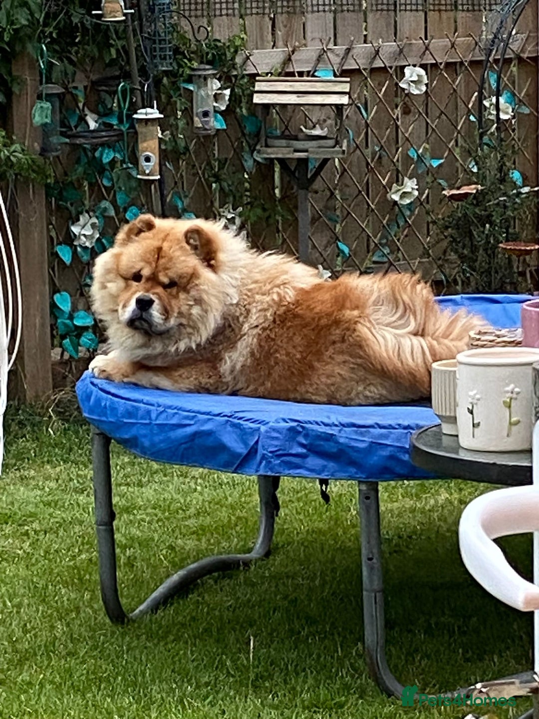 Chow Chow dogs for stud: KC Fawn Chow Chow for stud near Durham  - Advert 3