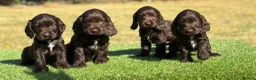 Cocker Spaniel dogs for sale: Beautiful litter of qauilty show type cockers  - Advert 4