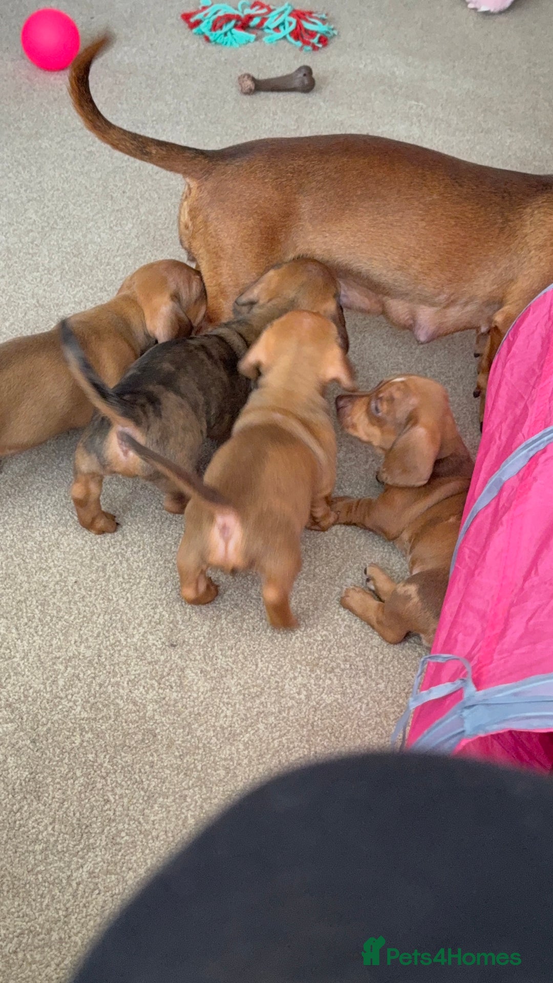 Miniature Dachshund dogs for sale: 5 miniature dachshund puppies  - Image 26