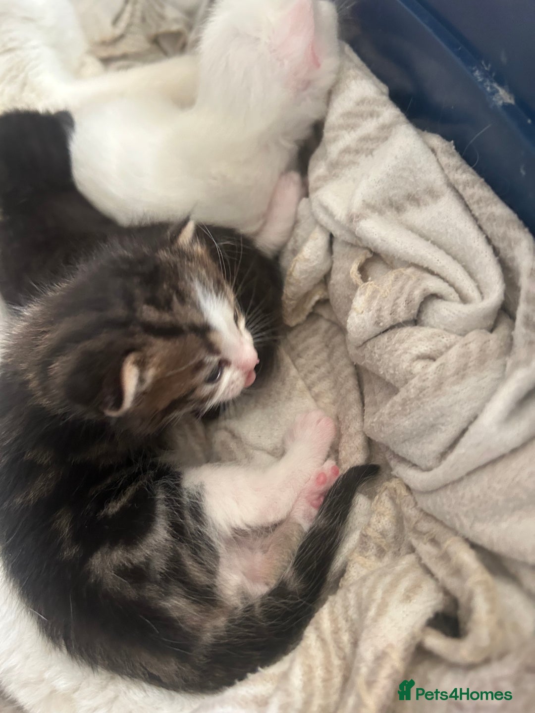 Mixed Breed cats for sale: Kittens  - Advert 7