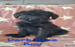 Labradoodle dogs for sale: BEAUTIFUL LABRADOODLE PUPPIES READY NOW  - Image 3