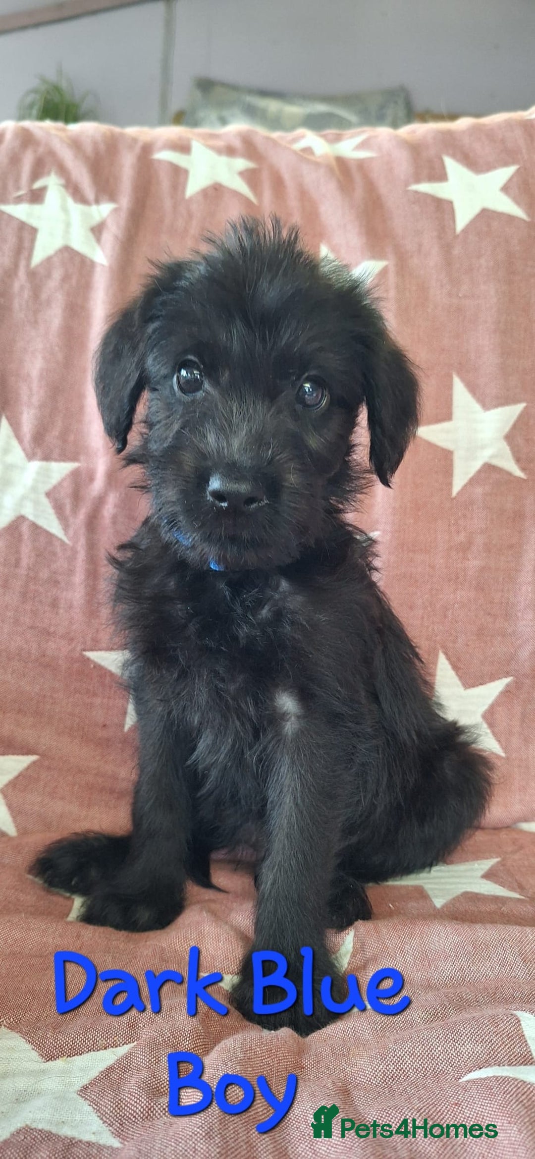 Labradoodle dogs for sale: BEAUTIFUL LABRADOODLE PUPPIES READY NOW  - Image 3
