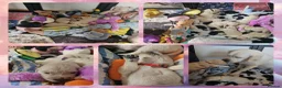 Golden Retriever dogs for sale: 8 stunning kc registered golden retriever puppies  - Advert 12