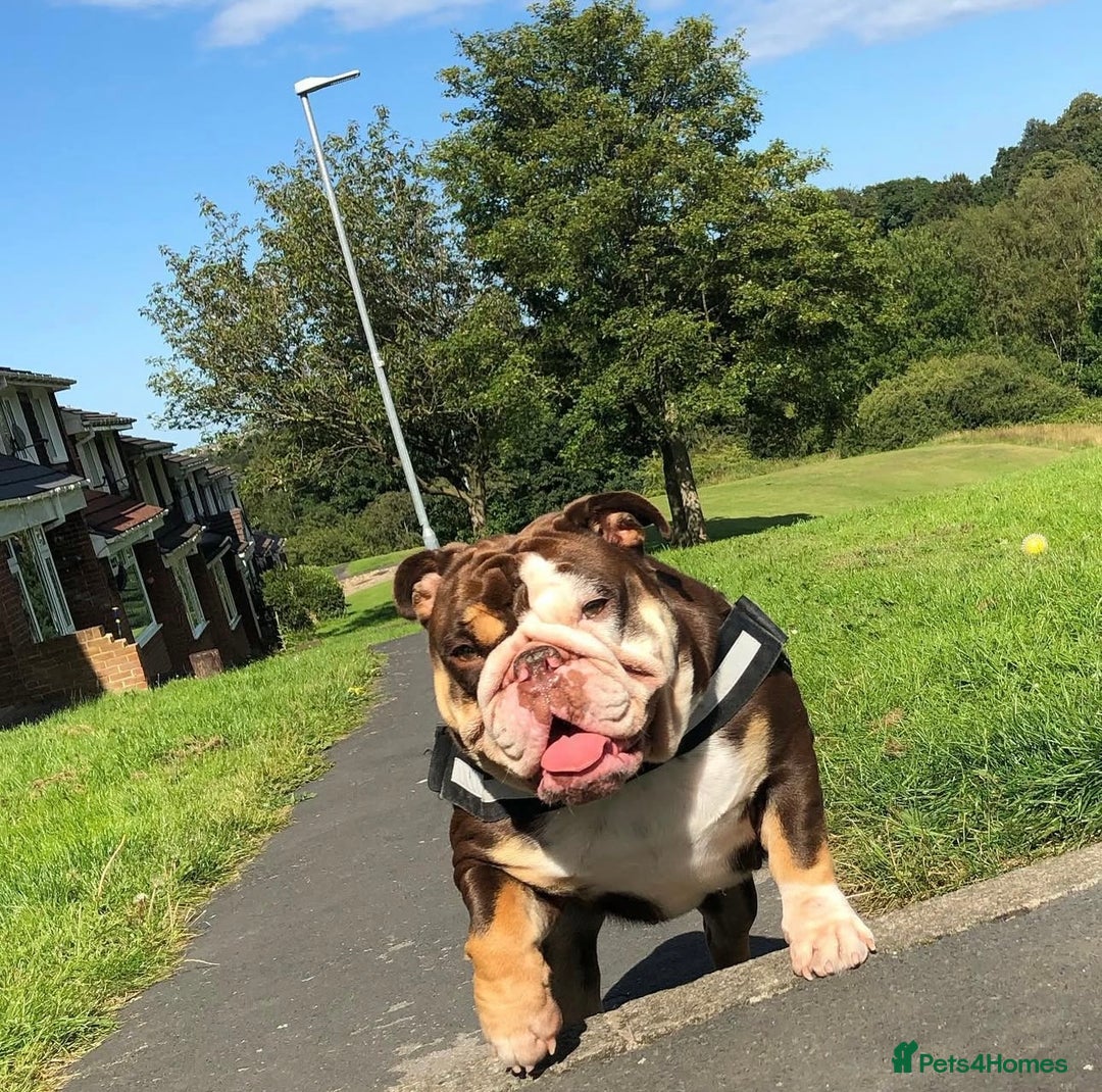 English Bulldog dogs for sale: English Bulldogs - Advert 5