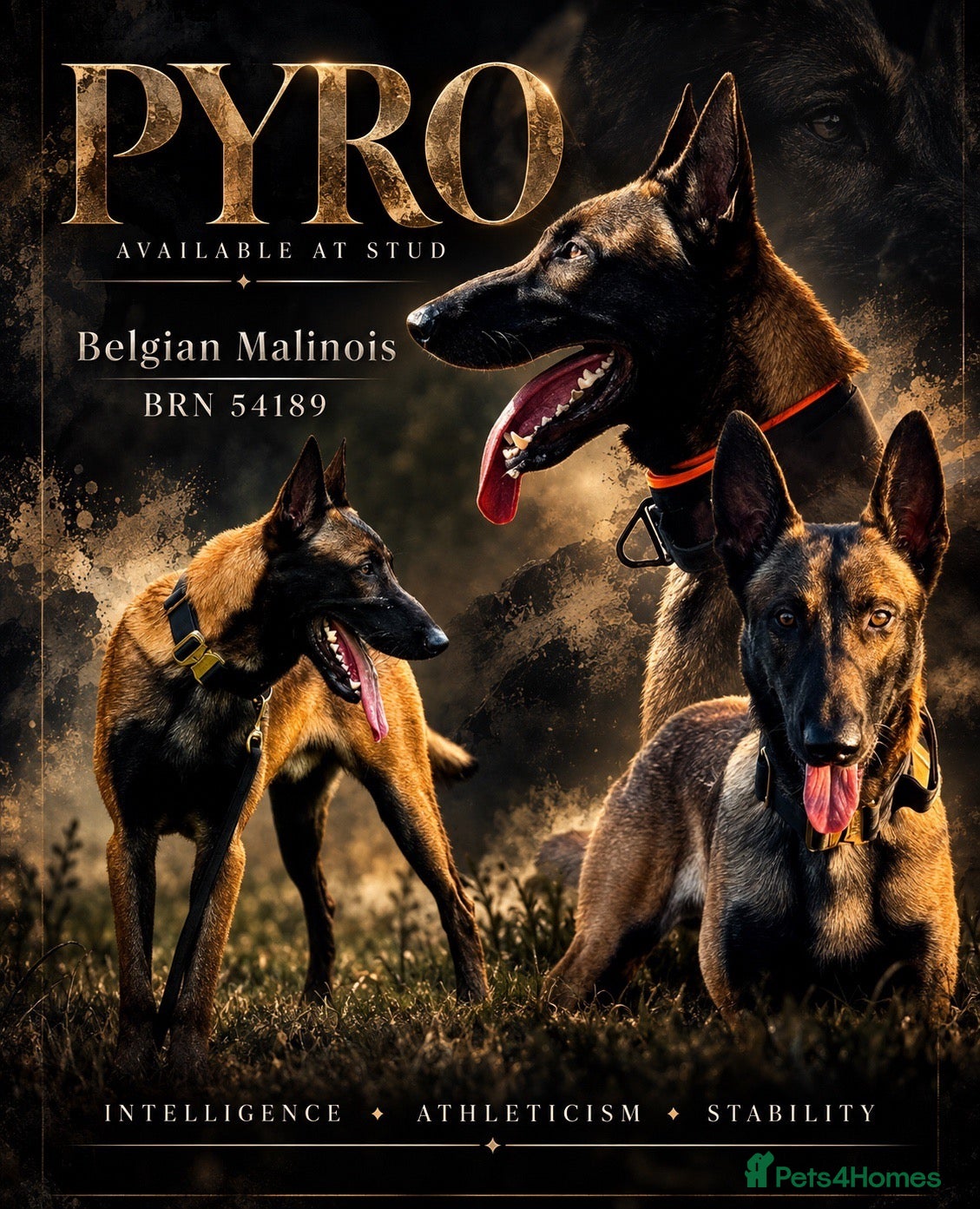 Belgian Shepherd Dog dogs Belgian malinois for stud - Advert 1