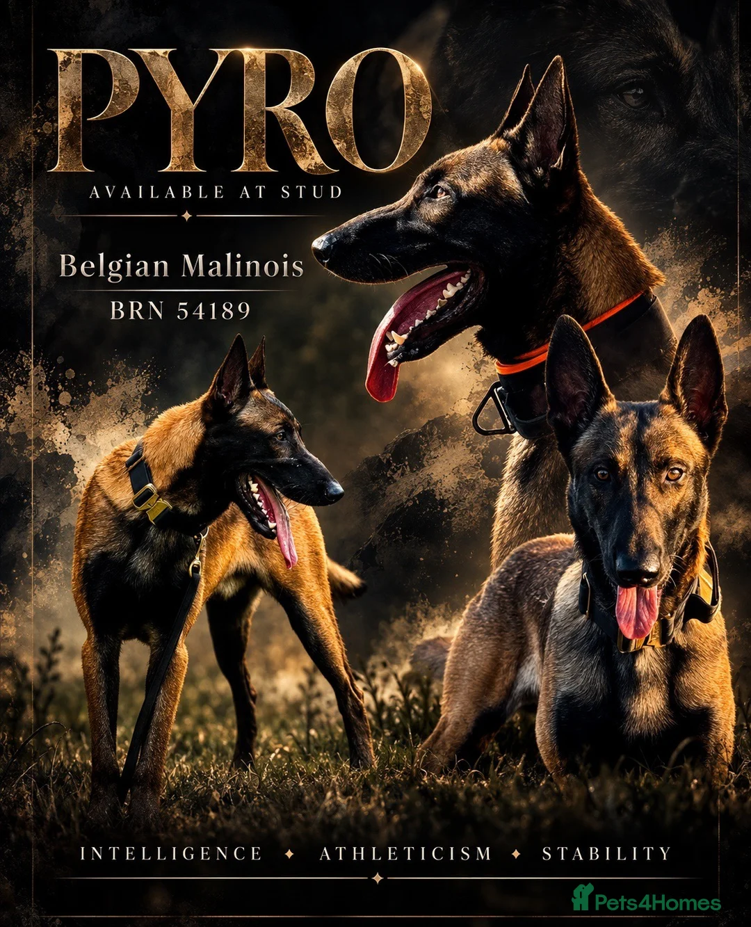 Belgian Shepherd Dog dogs for stud: Belgian malinois for stud in Newcastle upon Tyne - Advert 1
