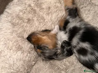 Miniature Dachshund dogs Longhairded mini dachshunds £1500 - Advert 12