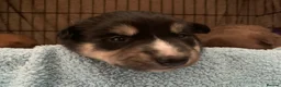 Mixed Breed dogs for sale: Collie mix pups in Gloucester - Advert 33