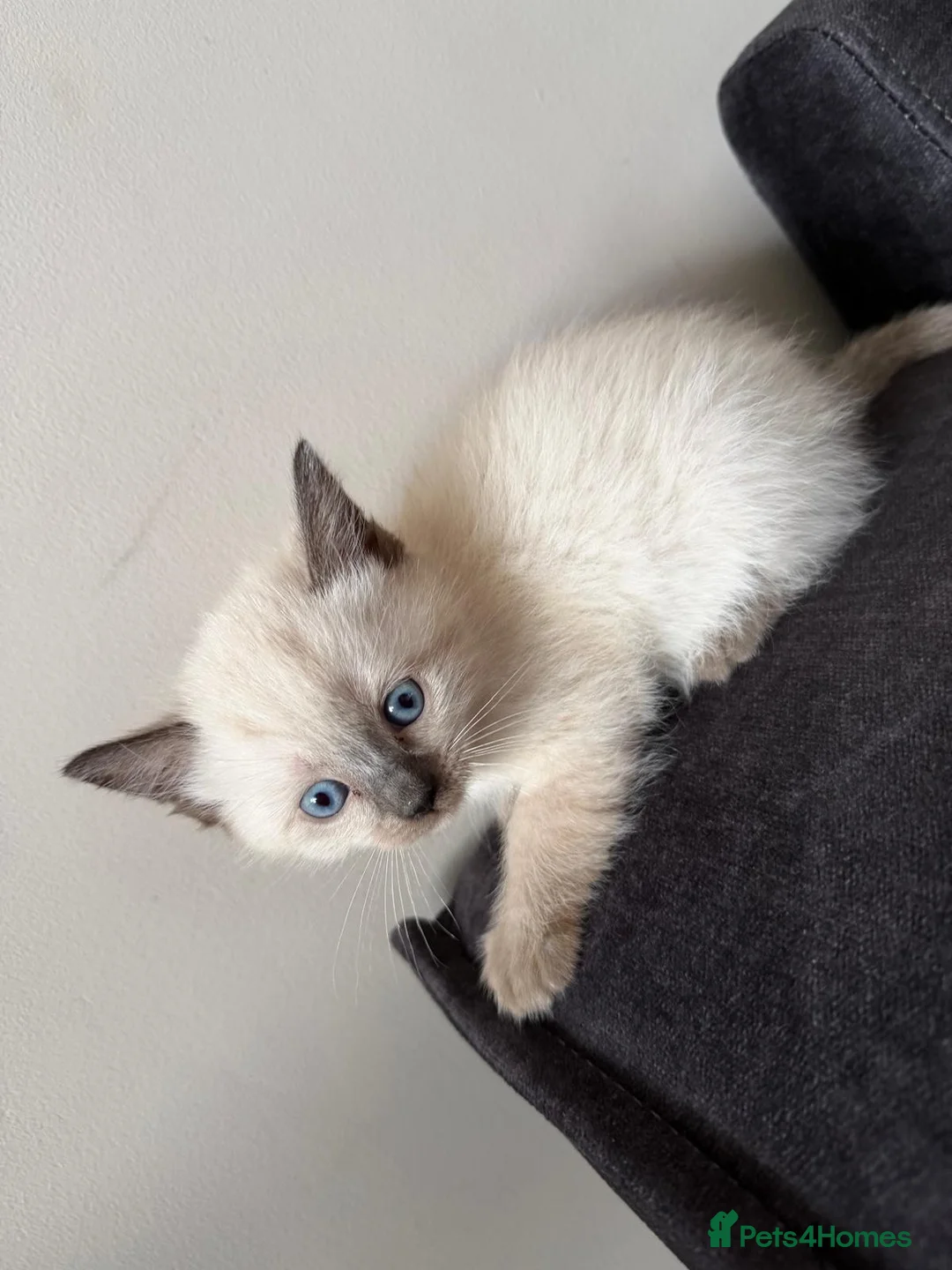 Ragdoll cats for sale: Ragdoll kittens in Wakefield - Advert 2