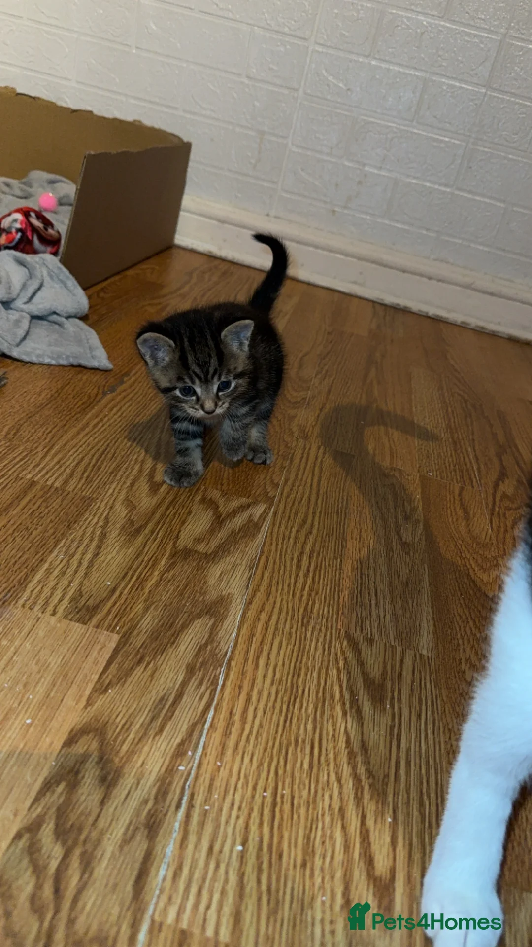 British Longhair cats for sale: Girls kitten - Advert 5