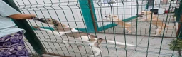 Mixed Breed dogs for adoption: 💔 GISELLE - A Lovely Girl for a Loving HOME ❤️ in Nottingham - Advert 11