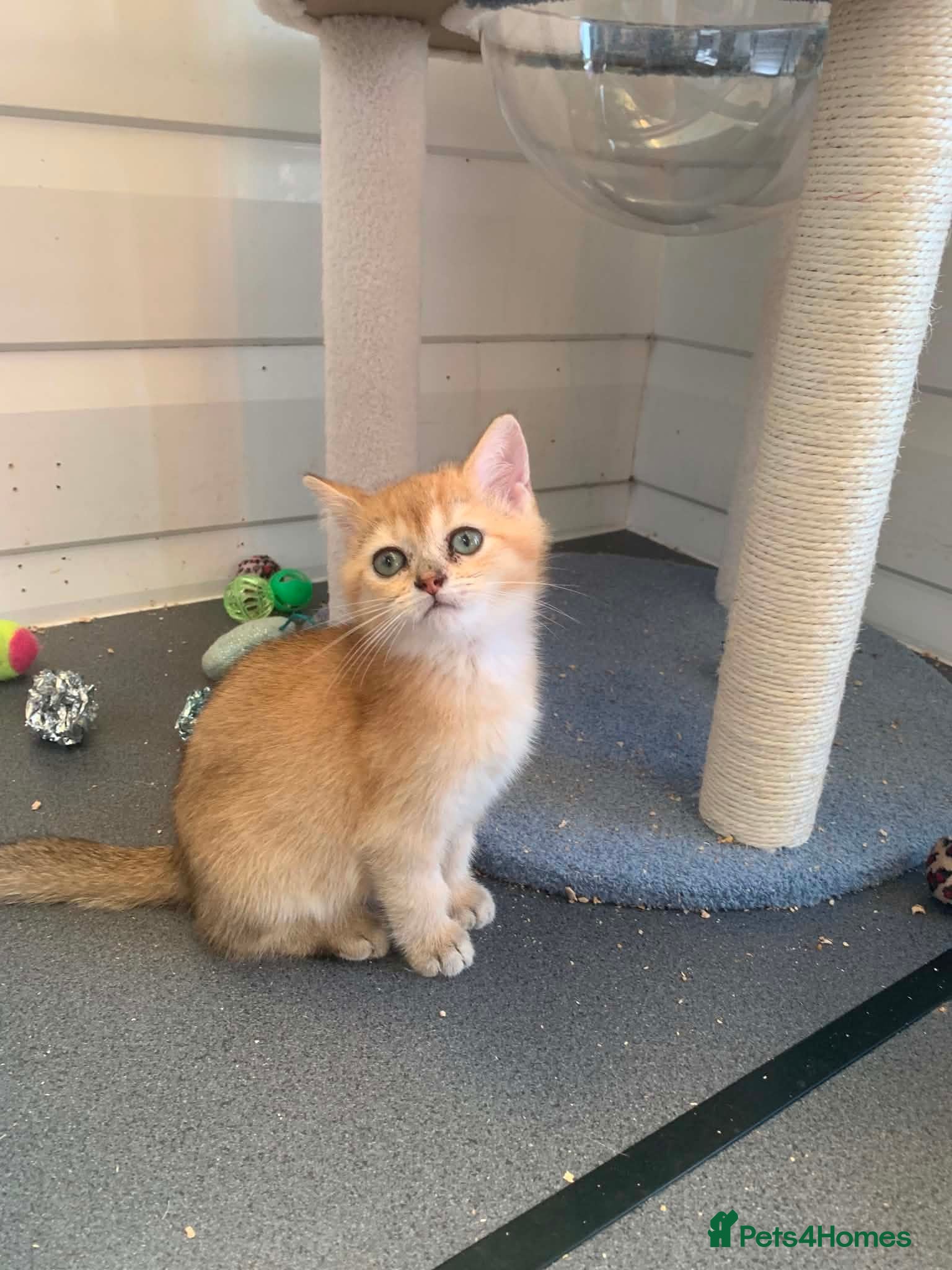 British Shorthair cats BSH 11 weeks old Rare Shaded colours  - Advert 2
