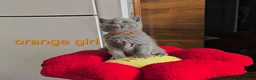 British Shorthair cats for sale: British Shorthair kitten - Advert 8