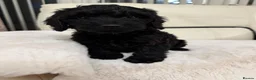 Cockapoo dogs for sale: Cockapoo puppys  - Advert 2