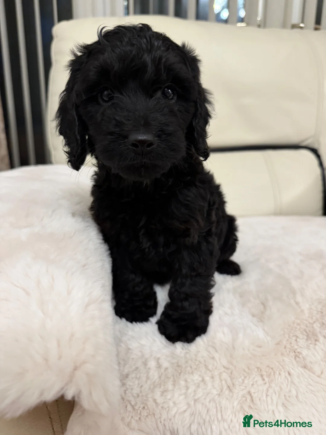 Cockapoo dogs for sale: Cockapoo puppys  - Advert 2