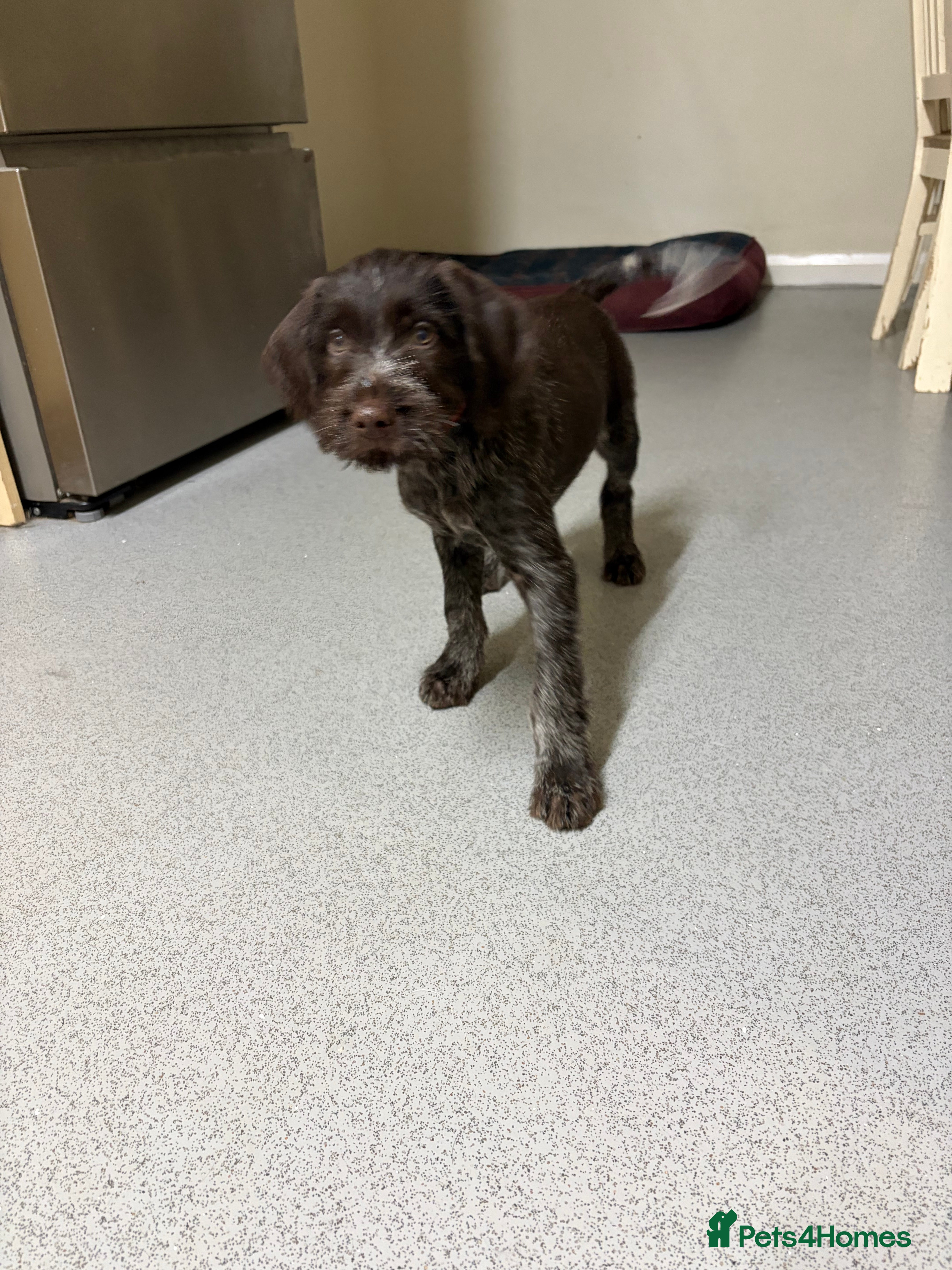 German Wirehaired Pointer dogs Stunning litter of German Wirehaired Pointers  - Advert 1