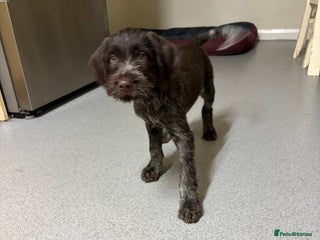 German Wirehaired Pointer dogs Stunning litter of German Wirehaired Pointers - Advert 3