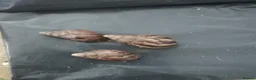Snails invertebrates for sale: Baby Giant African land snails for sale in Lowestoft - Advert 2