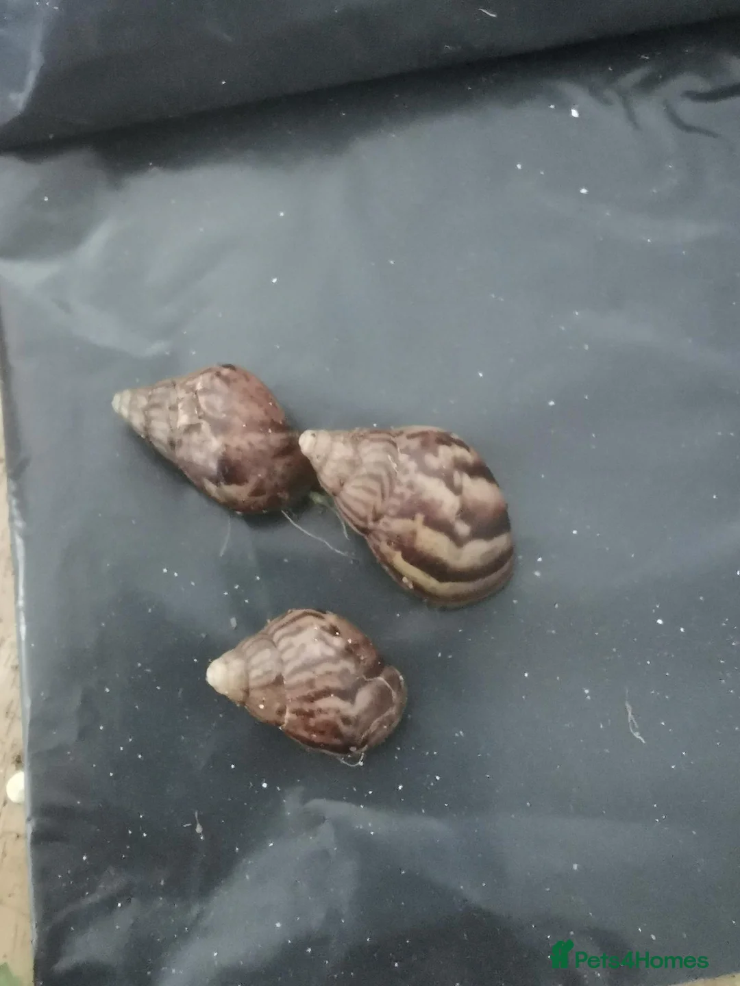 Snails invertebrates for sale: Baby Giant African land snails for sale in Lowestoft - Advert 2