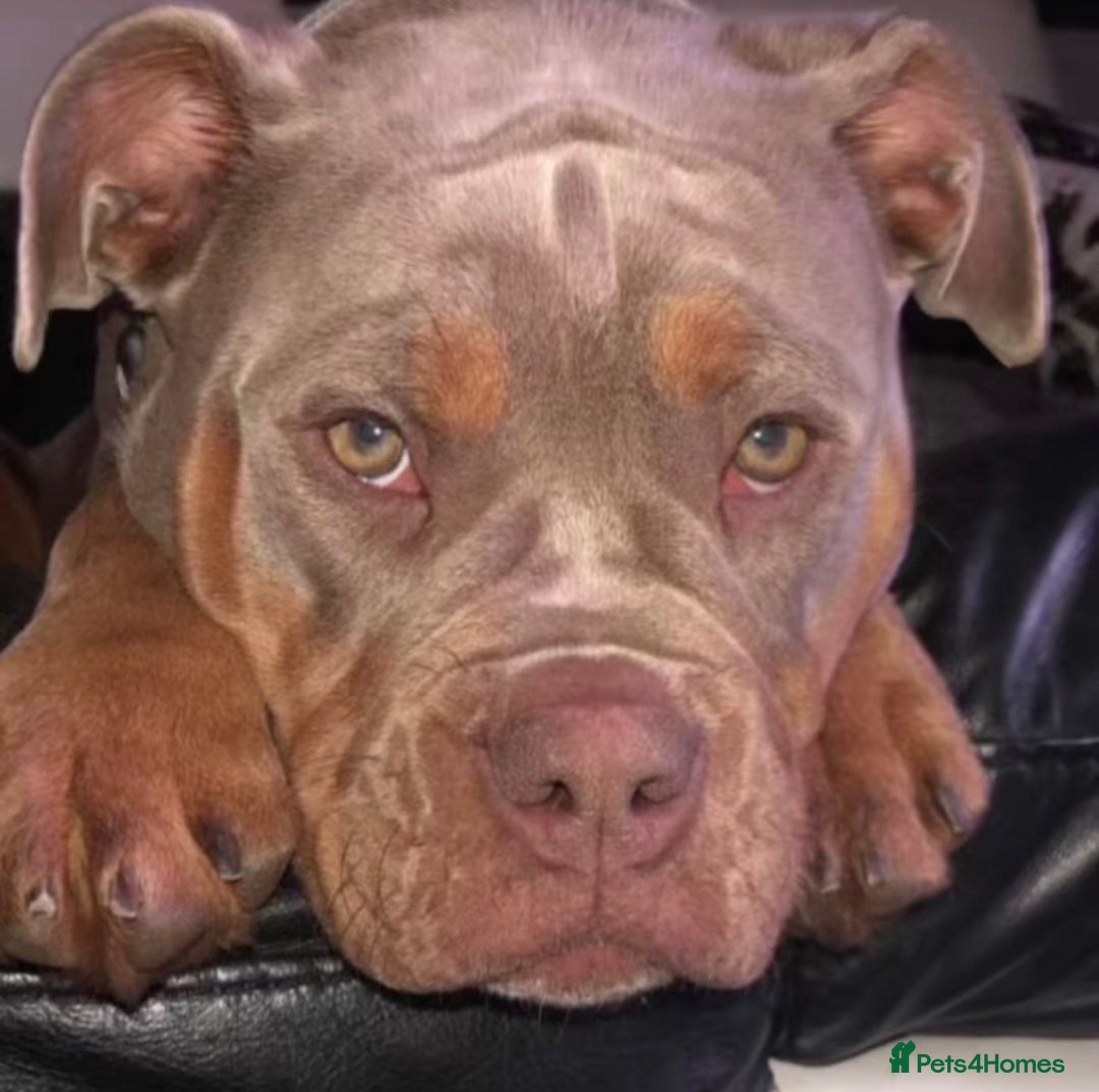 Olde English Bulldogge dogs for sale: Olde English Bulldogs - Advert 14