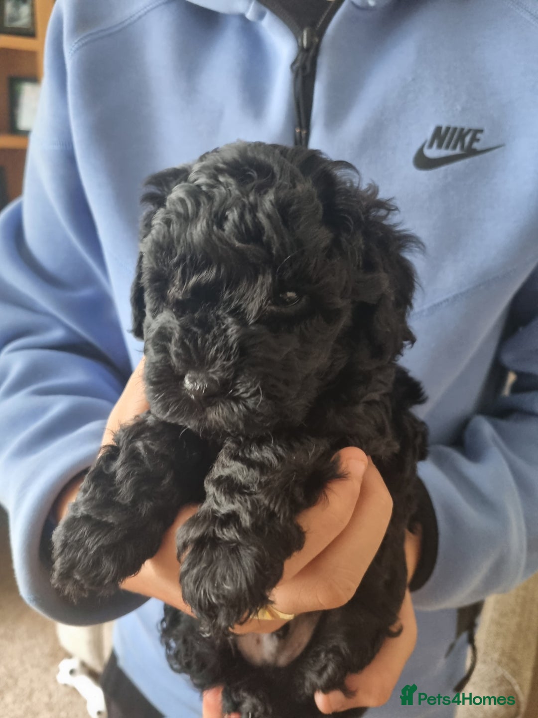 Cockapoo dogs for sale: F1b Cockapoo  - Image 3