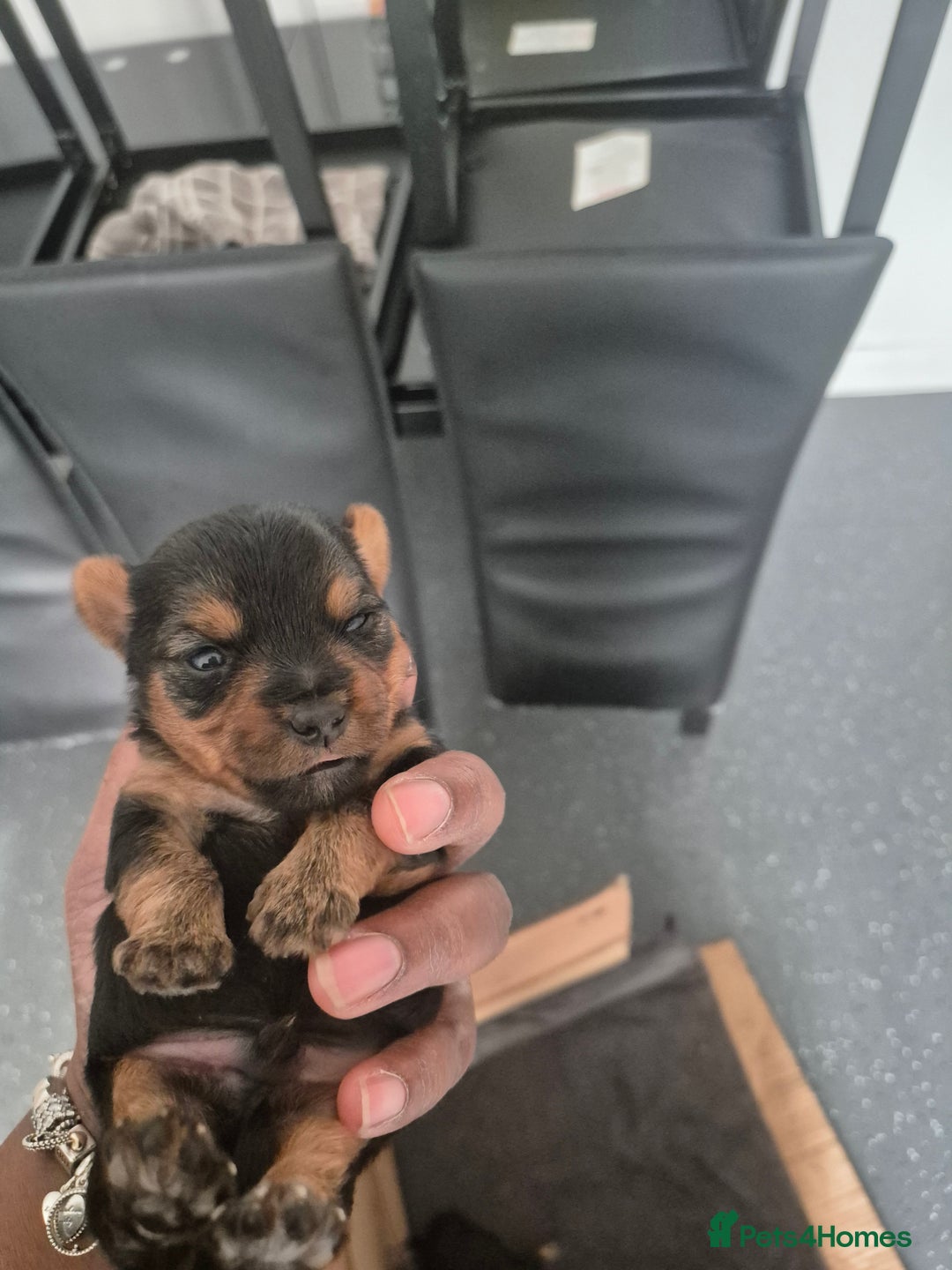 Yorkshire Terrier dogs for sale: 3 beautiful yorkies puppies - Image 1